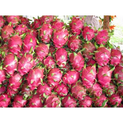 Thanh long - Dalat Natural Foods - Công Ty Cổ Phần Chế Biến Thực Phẩm Đà Lạt Tự Nhiên